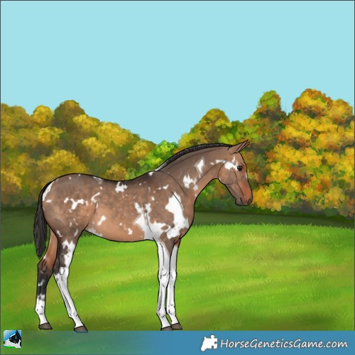 Horse Color:White Spotted Bay Dun Tobiano 