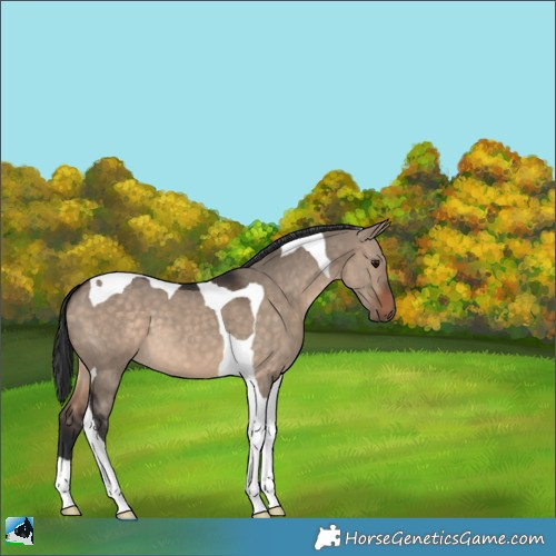Horse Color:Brown Dun Tobiano 