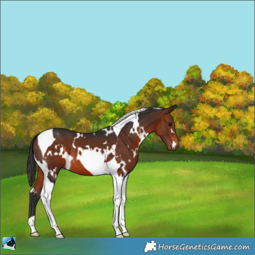 Horse Color:White Spotted Bay Tobiano 