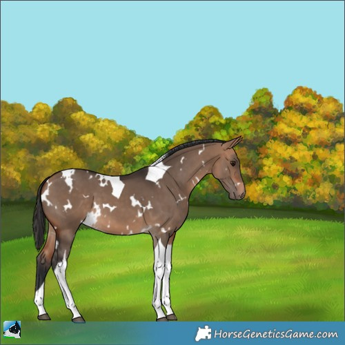 Horse Color:White Spotted Bay Dun Tobiano 