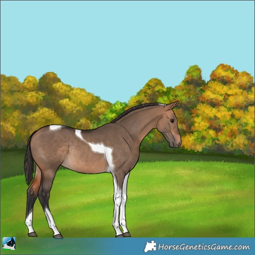 Horse Color:Bay Dun Tobiano Rabicano 