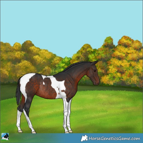 Horse Color:Brown Tobiano Rabicano 