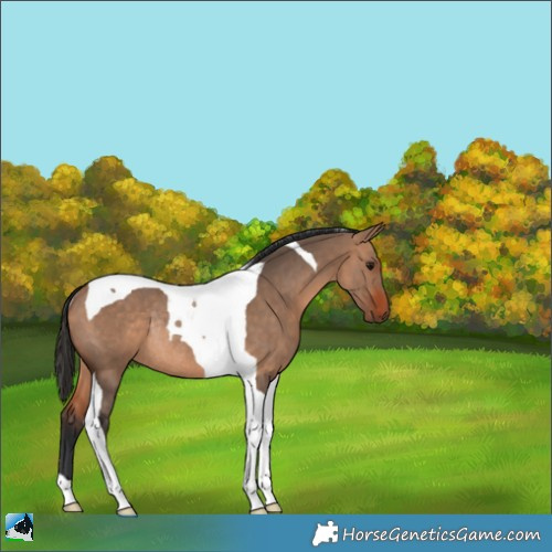 Horse Color:Bay Dun Tobiano Rabicano 