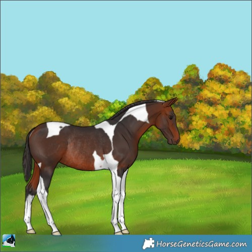 Horse Color:Bay Tobiano Rabicano 