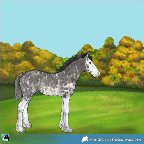 Horse Color:Grullo Sabino Splash Rabicano Brindle 