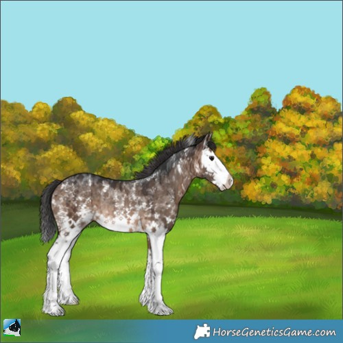 Horse Color:Brown Dun Sabino Splash Rabicano Brindle 