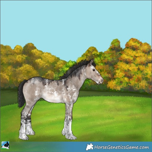 Horse Color:Brown Dun Mushroom Sabino Rabicano 