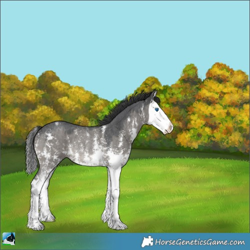 Horse Color:Grullo Sabino Splash Rabicano 