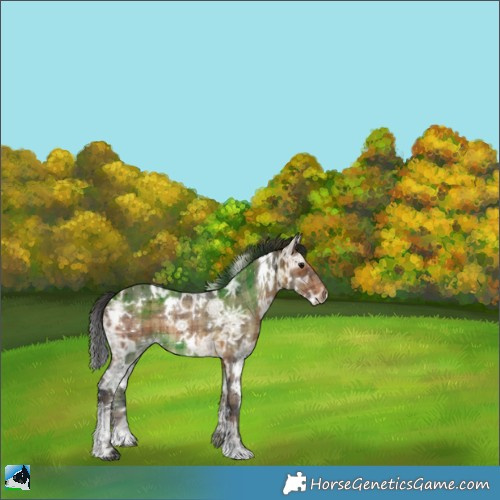 Horse Color:Plaid  White Spotted Brown Ice Rabicano 