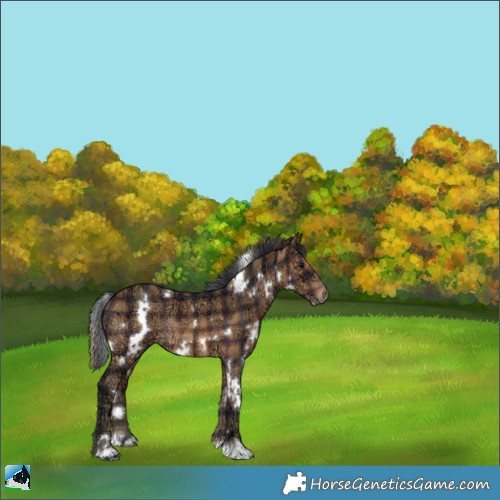 Horse Color:Plaid  White Spotted Bay Ice Rabicano 