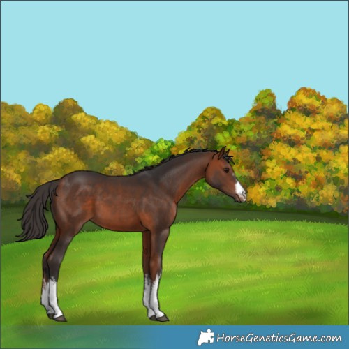 Horse Color:White Spotted Bay 