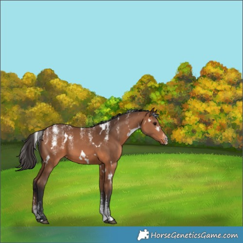Horse Color:Powder White White Spotted Bay 