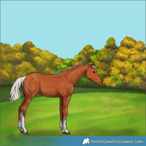 Horse Color:White Spotted Silver Bay 