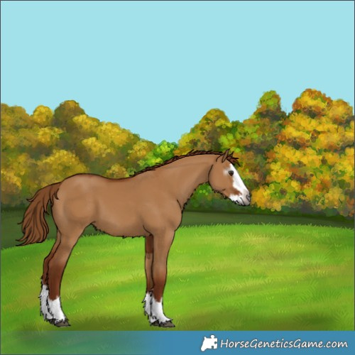 Horse Color:Gray Red Dun Splash 