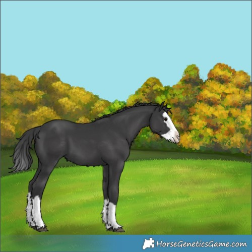 Horse Color:Black Splash 