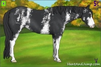 Horse Color:White Spotted Black Sabino 