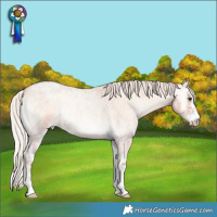 Horse Color:Silver Amber Champagne Ice Roan Onyx Sabino 