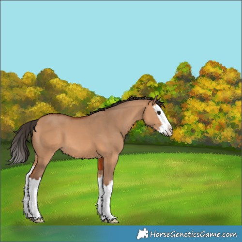 Horse Color:Bay Dun Splash 