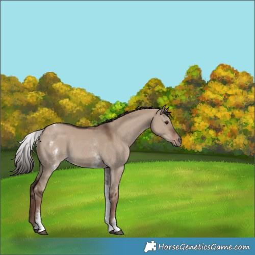 Horse Color:White Spotted Liver Red Dun 