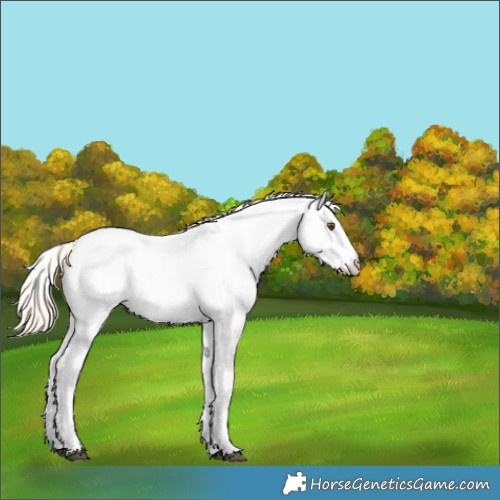 Horse Color:White Spotted Palomino Dun Near Fewspot Rabicano 
