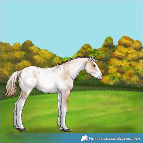 Horse Color:White Spotted Red Dun Splash Appaloosa 
