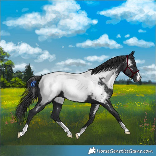 Horse Color:Black Near Fewspot 