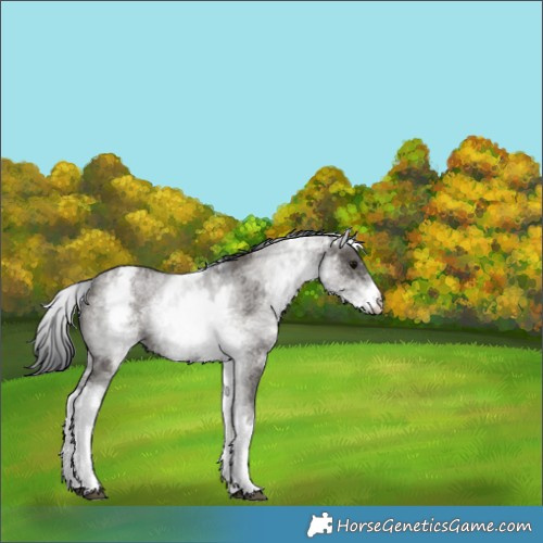 Horse Color:White Spotted Grullo 