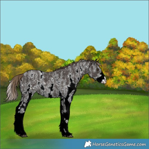 Horse Color:Liver Chestnut Sabino Rabicano