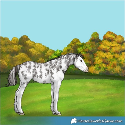 Horse Color:Liver Chestnut Sabino Splash 