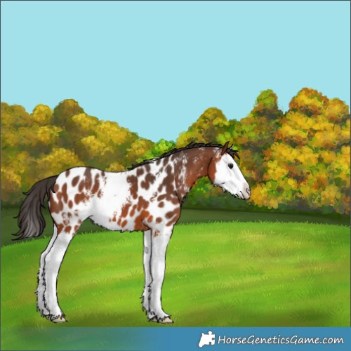 Horse Color:Bay Sabino Splash Near Leopard 