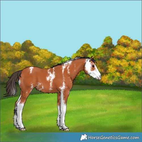 Horse Color:Bay Sabino Appaloosa 
