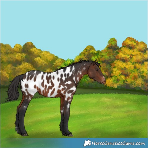 Horse Color:Brown Sabino Appaloosa 