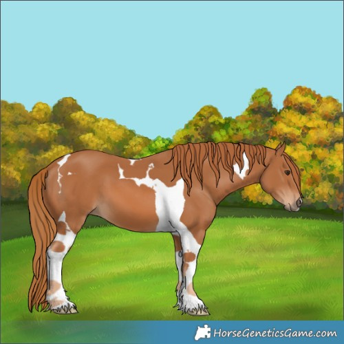 Horse Color:Chestnut Tobiano 