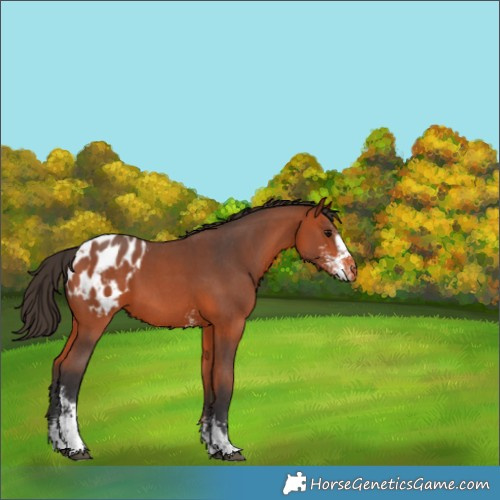 Horse Color:Bay Sabino Appaloosa 