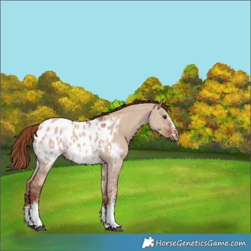 Horse Color:Red Dun Sabino Blanket 