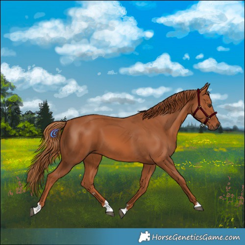 Horse Color:Chestnut 