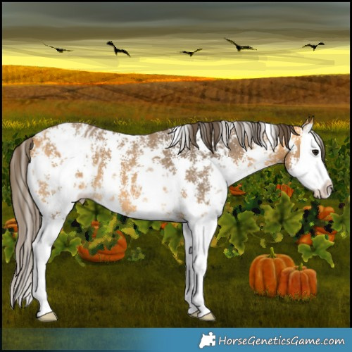 Horse Color:Buckskin Sabino Splash Appaloosa