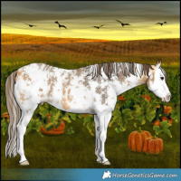 Horse Color:Buckskin Sabino Splash Blanket 