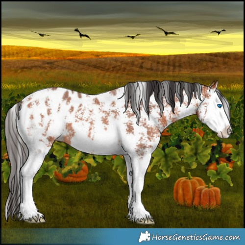 Horse Color:Bay Sabino Splash Appaloosa 