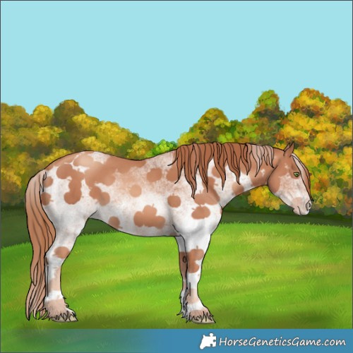 Horse Color:White Spotted Gold Champagne 