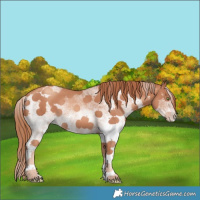 Horse Color:White Spotted Gold Champagne