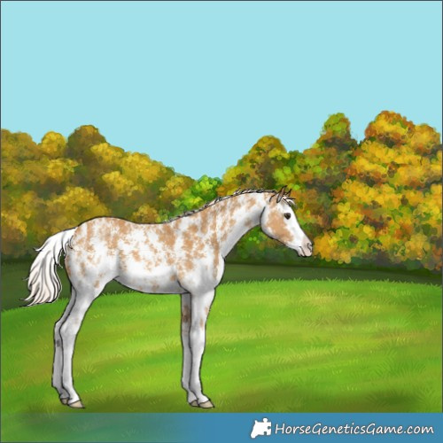 Horse Color:Palomino Sabino Splash Snowflake Varnish 