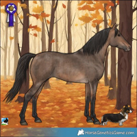 Horse Color:Bay Dun Rabicano Brindle