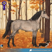 Horse Color:Bay Dun Rabicano Brindle 