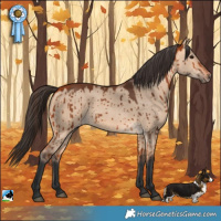 Horse Color:Bay Dun Rabicano Brindle 