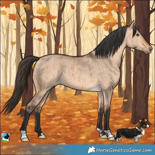 Horse Color:Bay Dun Rabicano Brindle