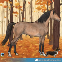 Horse Color:Bay Dun Rabicano Brindle