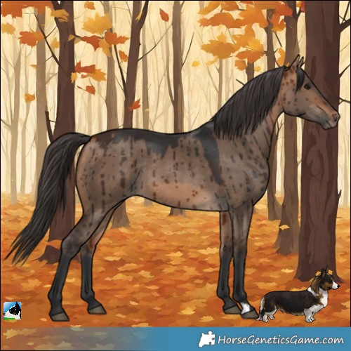 Horse Color:Bay Dun Rabicano Brindle