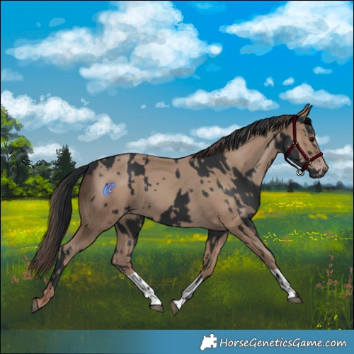 Horse Color:Black  and Classic Champagne 