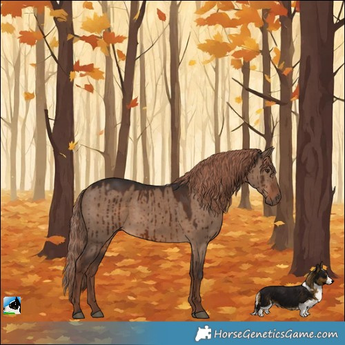 Horse Color:Liver Red Dun Rabicano Brindle 